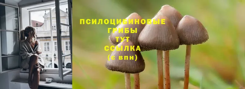 Галлюциногенные грибы Psilocybe  MEGA маркетплейс  Качканар  цены наркотик 